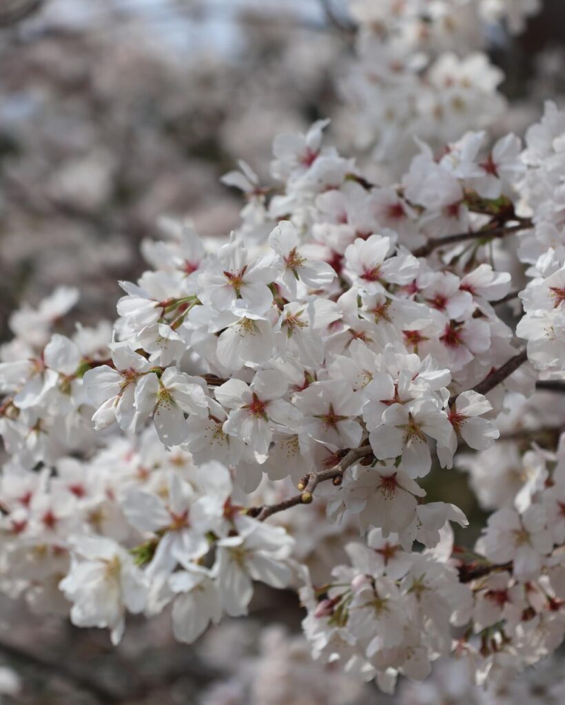お花見